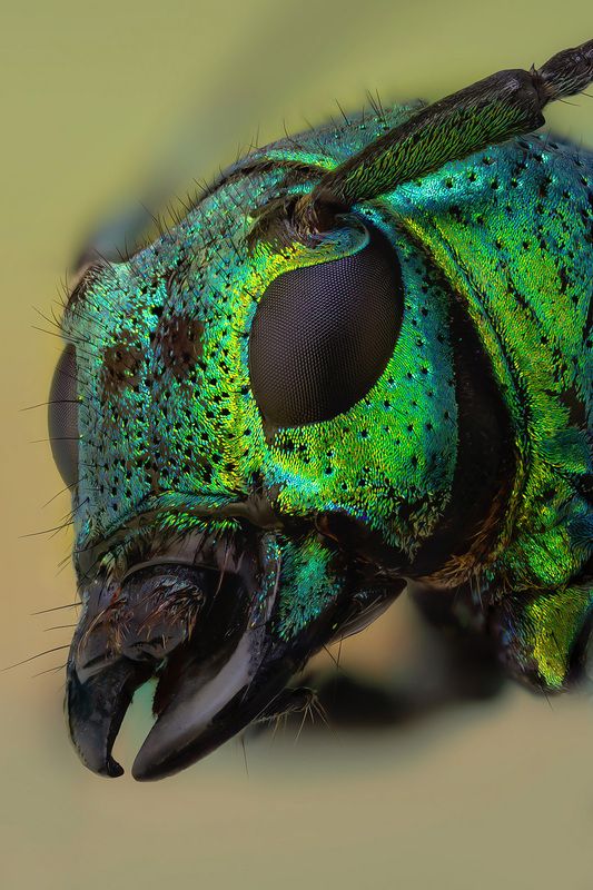 coleoptera, cerambycidae, glenea celestis Усачьphoto preview