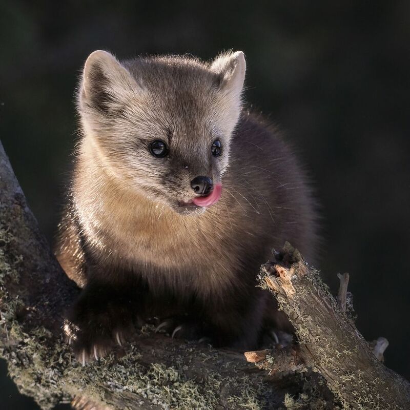 Соболёкphoto preview