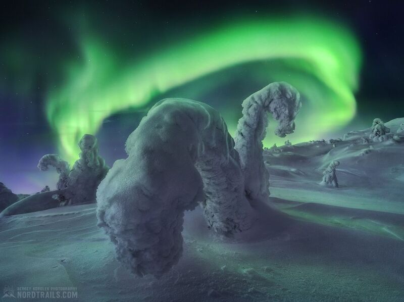 север, елки, кандалакша, кольский, северное сияние, aurora borealis Зимние фантазииphoto preview