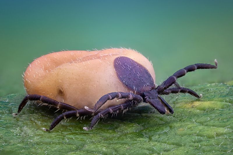 ceclii, macro photo preview