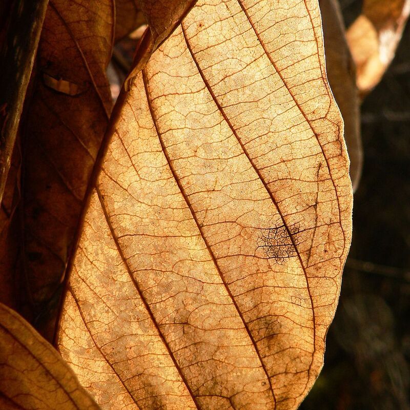 Парусphoto preview