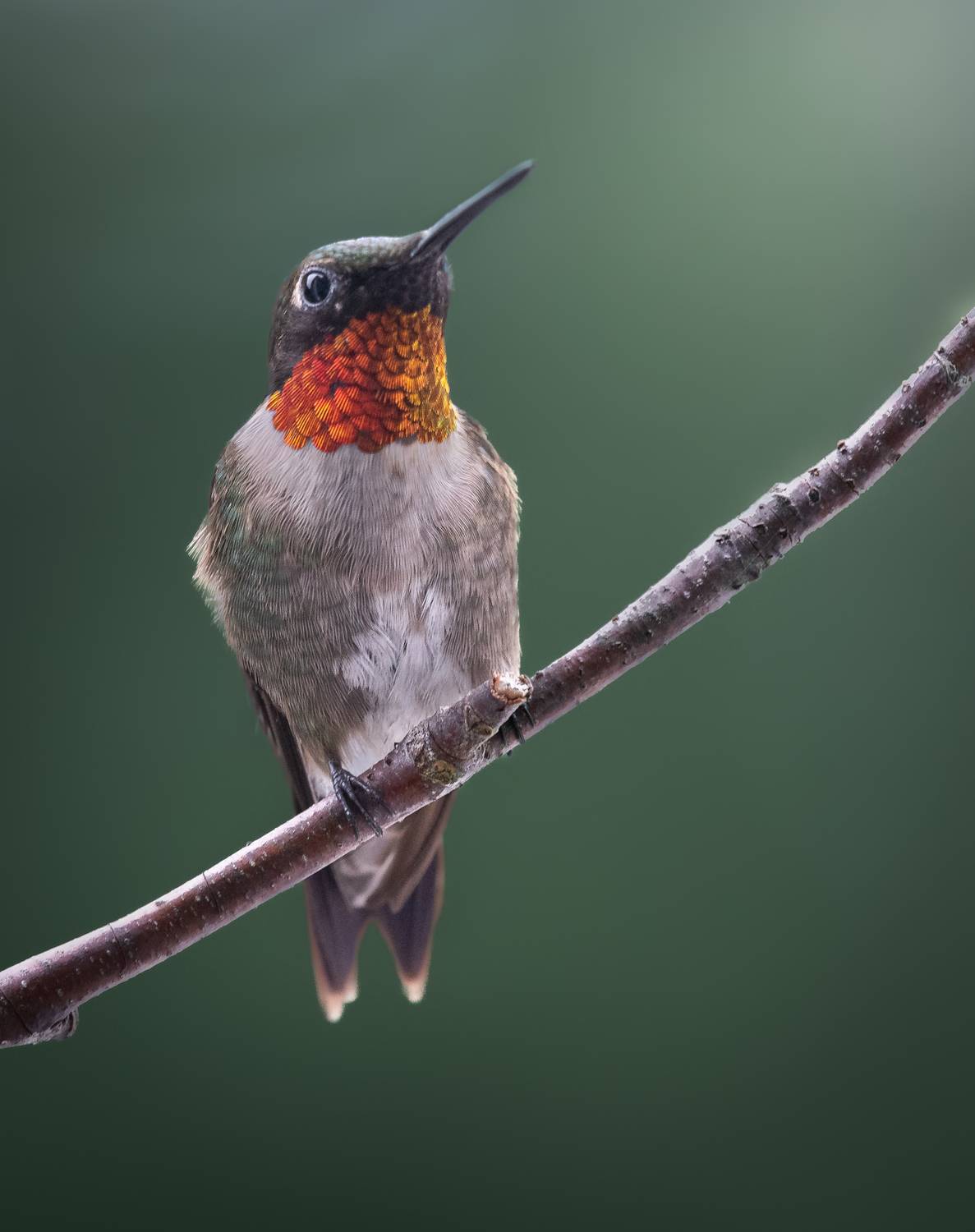 bird, humming, hummingbird, hummingbirds, hummer, rufous, nature, animals, wild, action, dynamic, Atul Saluja