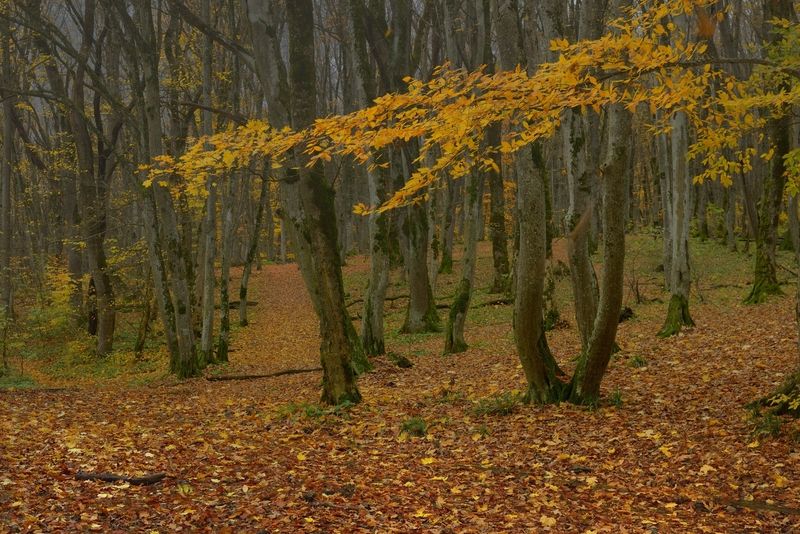 осень листва утро лес Осеннее утро в лесу фото превью