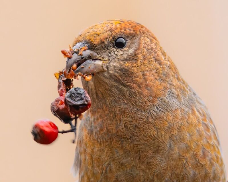 щур, птицы Финский попугайphoto preview