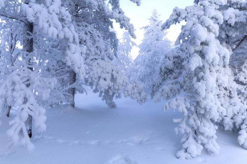 зима.кольский. В гостях у снежной королевы.photo preview