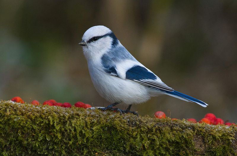 белая лазоревка,князёк,ягоды,мох Красная дорожкаphoto preview