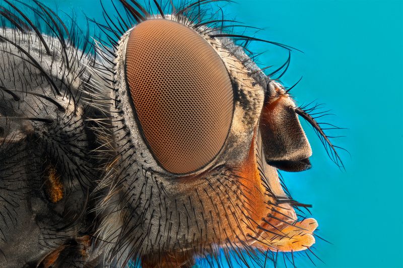 ceclii, macro photo preview