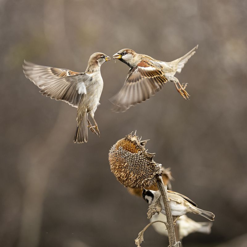 природа Разборкиphoto preview