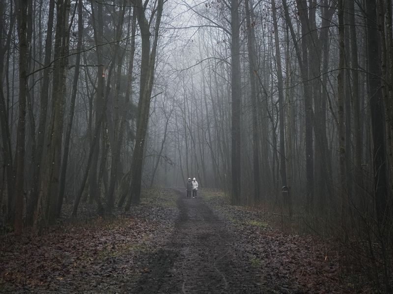 россия гатчина пригородыпетербурга парк осень туман дворцовыйпарк путешествия Ноябрь в декабре.photo preview