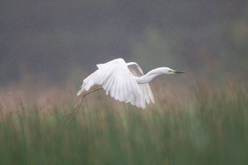 цапля, белая цапля, птица, природа, финский залив, дикая природа, полет, дождь, grey heron, wildlife, heron, birds, nature, bird, фауна Мелкий дождик не помеха // A light rain is not a hindrancephoto preview