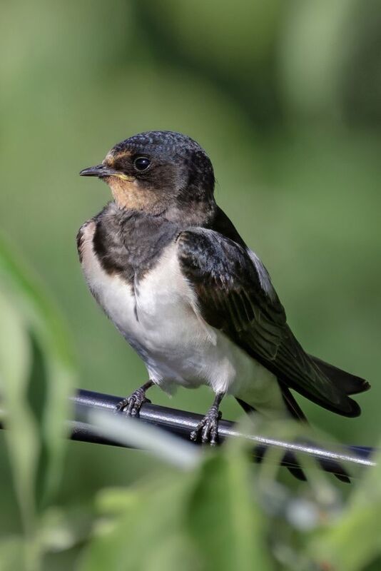 ласточка, птицы, природа Просто чиловая ласточкаphoto preview