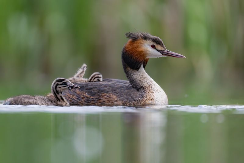 чомга, птицы, поганка, большая поганка, птенцы photo preview