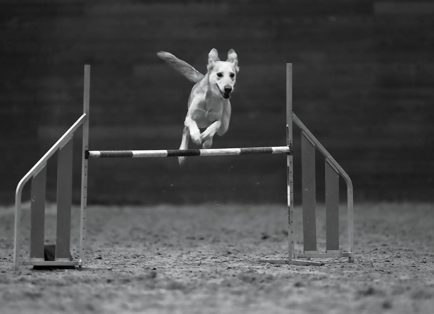 соревнования,аджилити,собака,прыжок, спорт, dog, competition, jump, sport, Стукалова Юлия