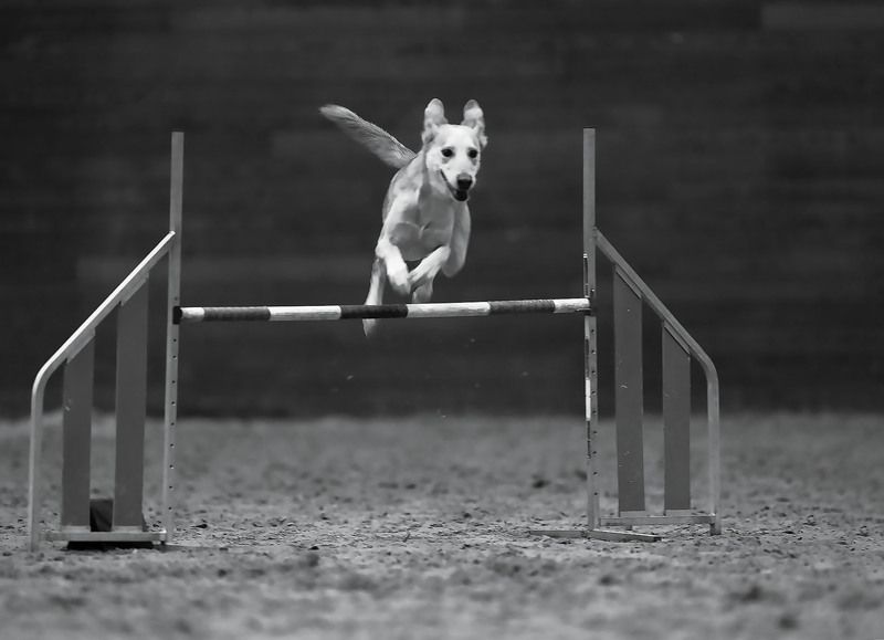 соревнования,аджилити,собака,прыжок, спорт, dog, competition, jump, sport Мгновение триумфа в движении фото превью