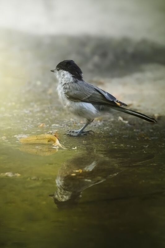 черноголовая гаичка, Poecile palustris, marsh tit, птица, дикая природа, forest bird, wildlife photography, птицы России, birdwatching, close-up bird Одним жарким днем у прохладной лужи. Черноголовая гаичкаphoto preview