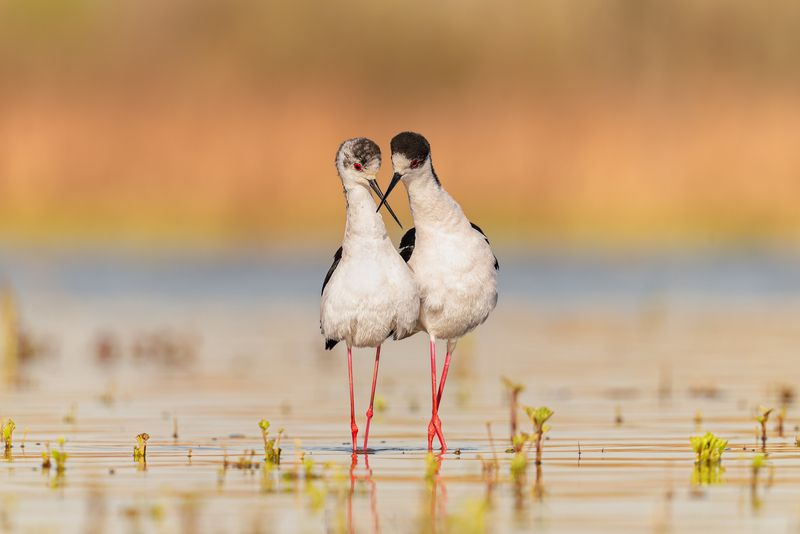 nature Love is in the airphoto preview