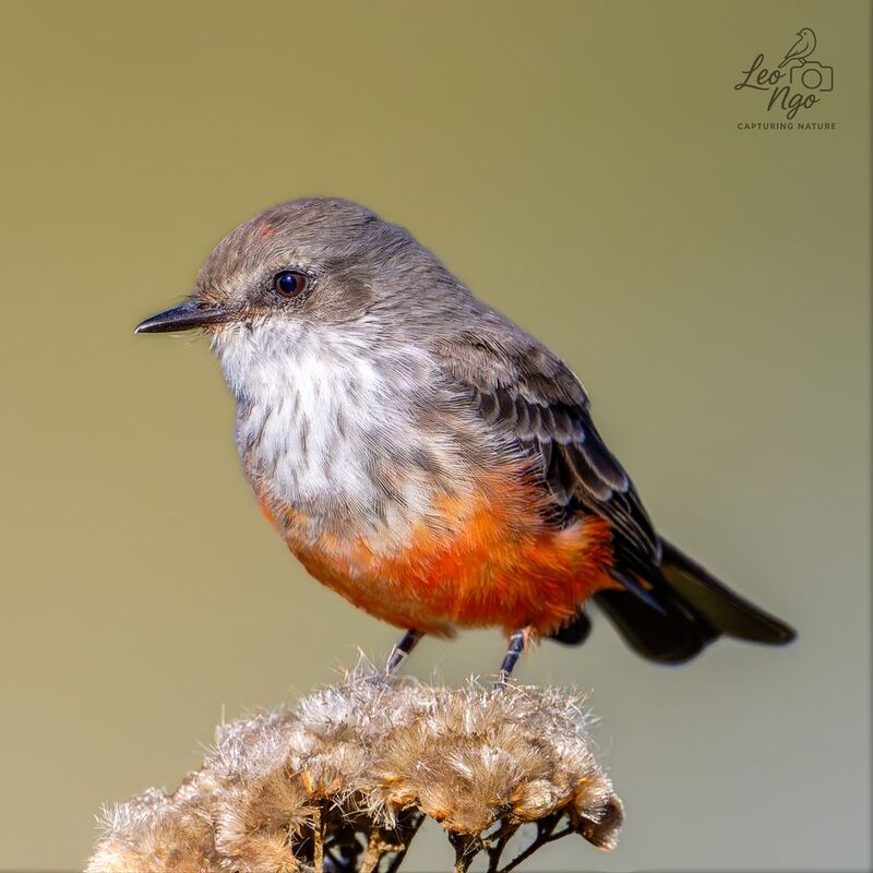 the Vermilion Flycatcher.photo preview