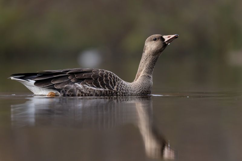 гусь, белолобый гусь, птицы Белолобый гусьphoto preview