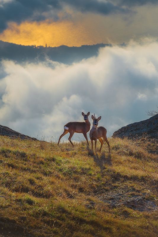 Парочка над облакамиphoto preview