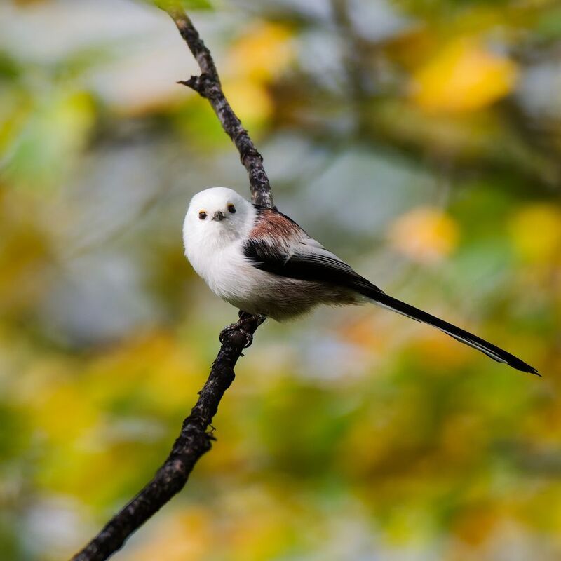 Ополовникphoto preview