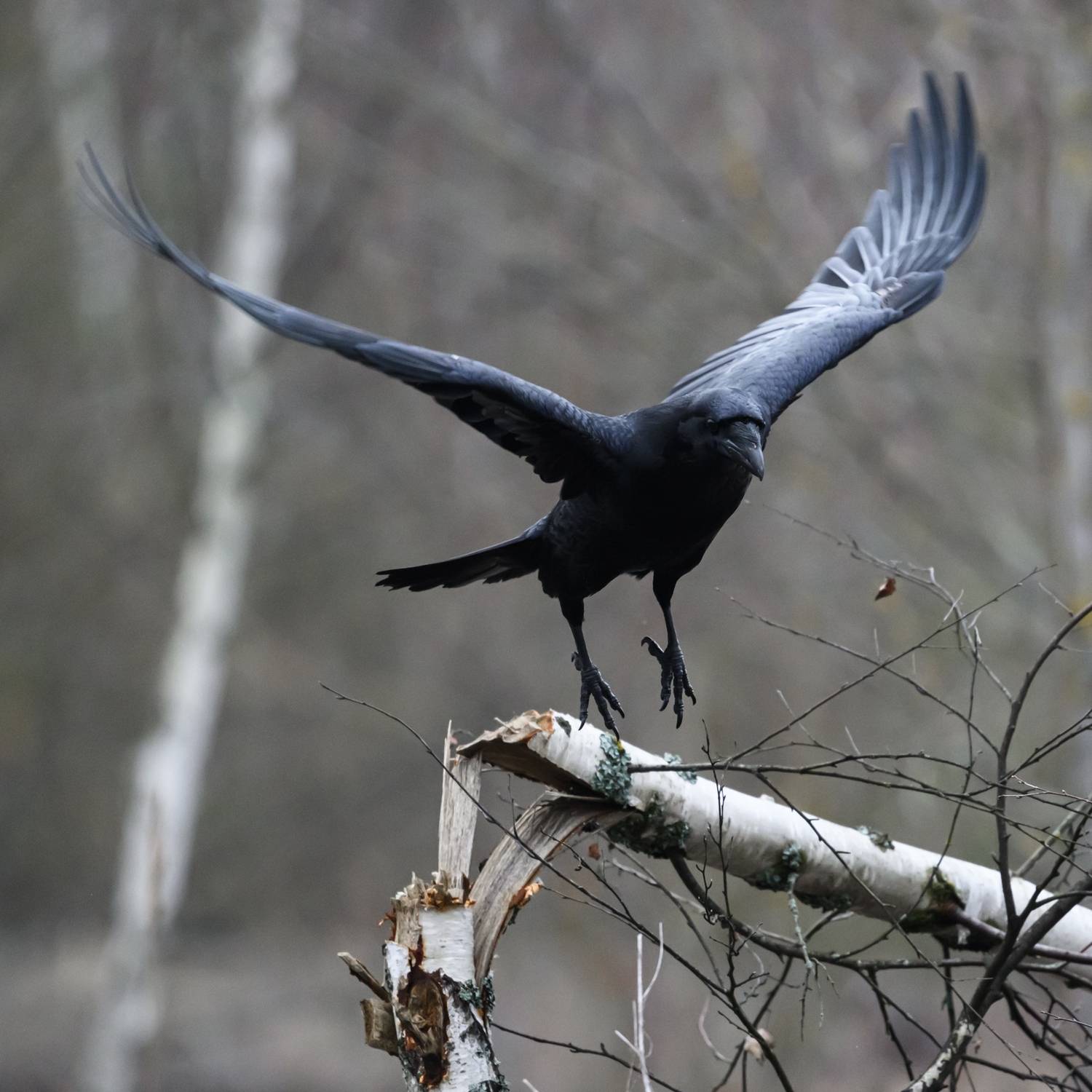 Вот кто в лесу деревья ломает. Автор: Велин Александр , Велин Александр