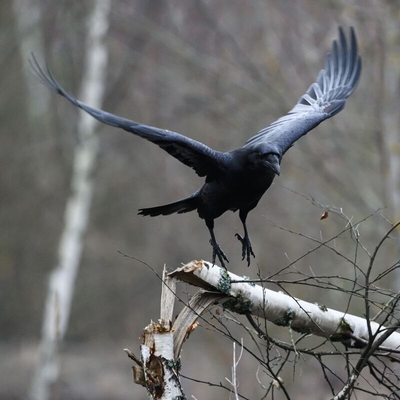 Вот кто в лесу деревья ломаетphoto preview