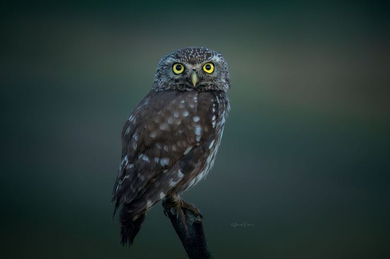 Ждём рассветphoto preview