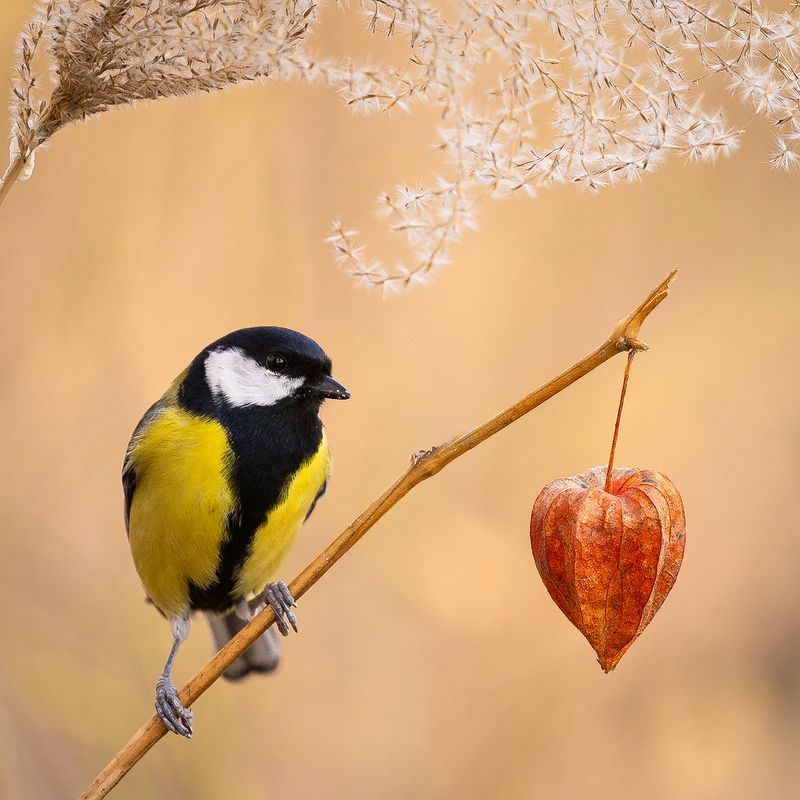 Titmouse фото превью