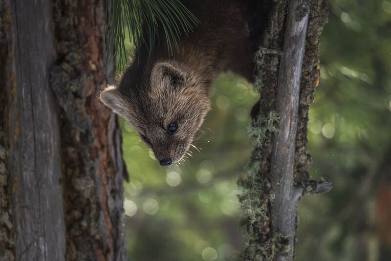 Охотникphoto preview