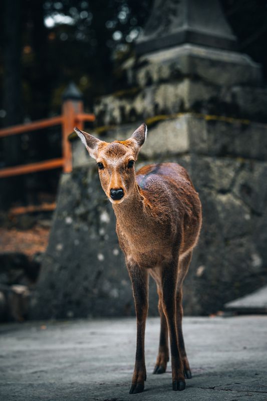 nara, nara park, japan, animals, deers, deer, wildlife, kyoto Cute deers.photo preview