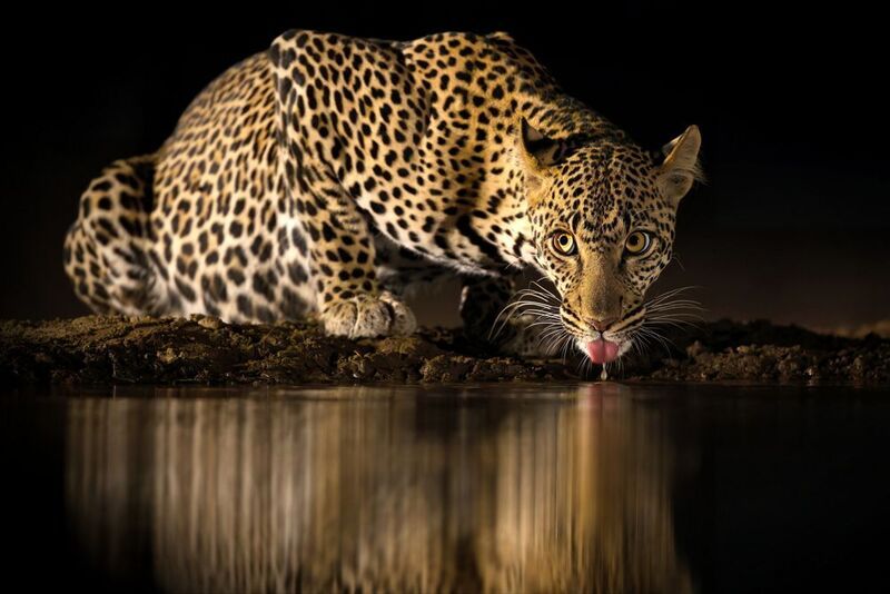 ГлавКот на водопоеphoto preview