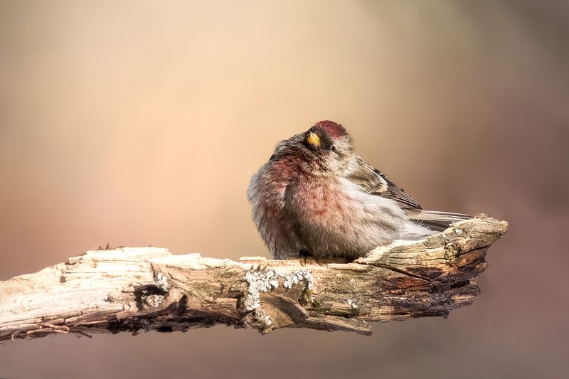 птицы, лес, фотоохота, природа, Подмосковье, чечетка, Москва, парк, redpoll, birdwatching, birds Встречая солнцеphoto preview