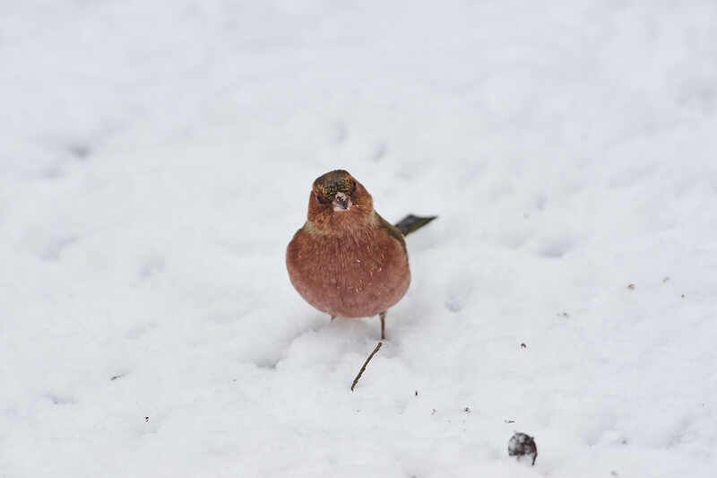 зяблик, Fringilla coelebs, Зяблик фото превью