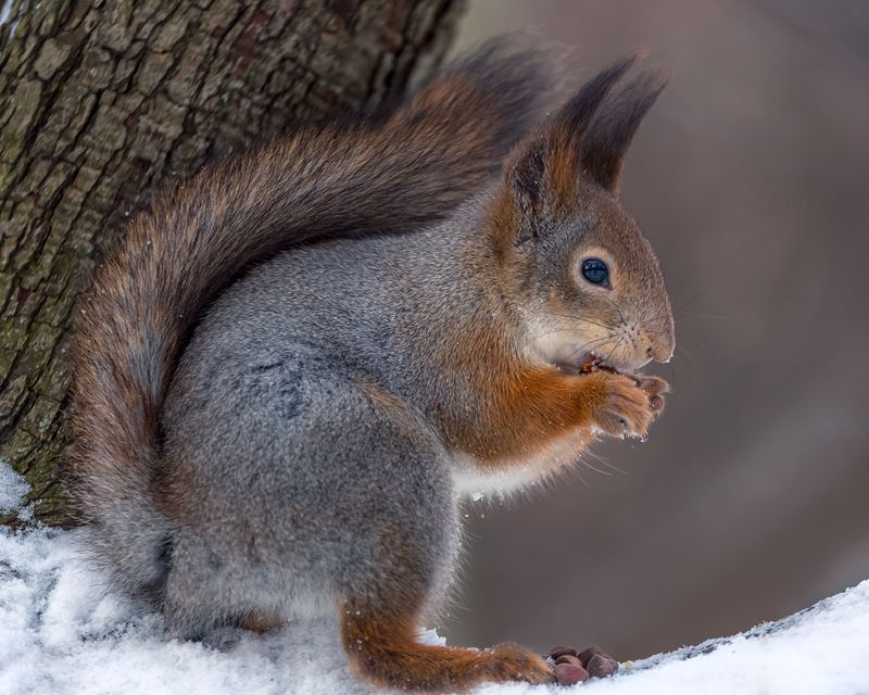 Кедровые орешки.photo preview