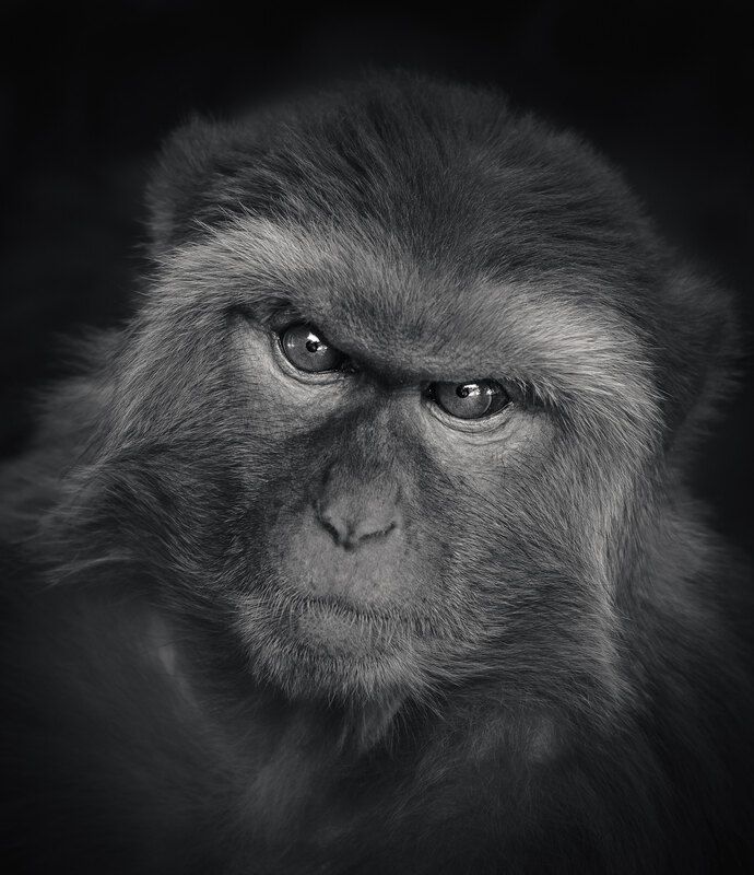 Макаки на улицах Катмандуphoto preview