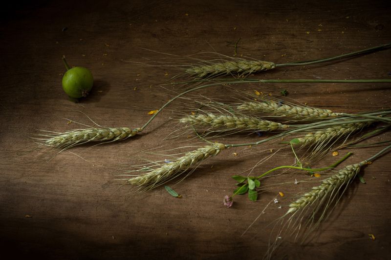 колос, пшеница, хлеб, лето Колоскиphoto preview