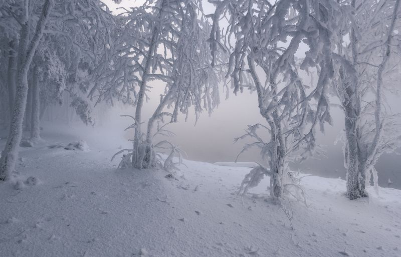 зима, декабрь, сибирь,ветер, туман, иней., енисей Первый день зимыphoto preview