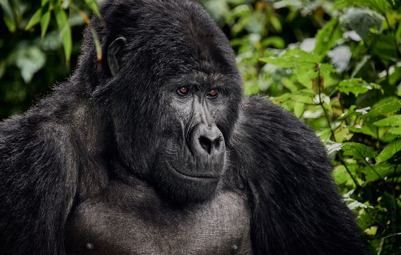 Король джунглейphoto preview