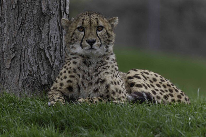 Cheetahphoto preview