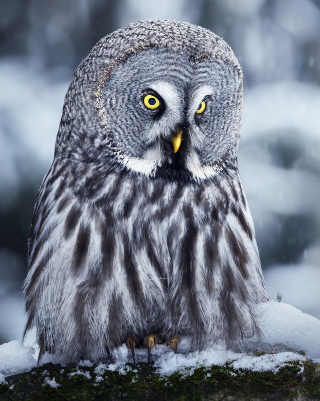 Бородатая неясыть (Strix nebulosa)photo preview