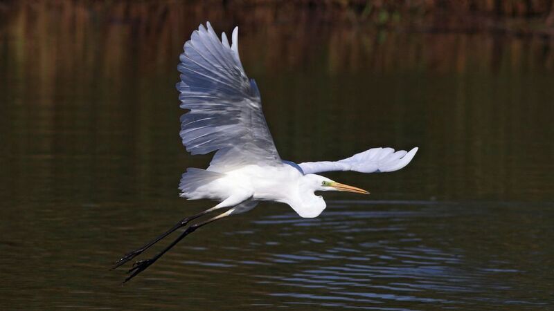 большая белая цапля, цапля, ardea alba, great egret На виражеphoto preview