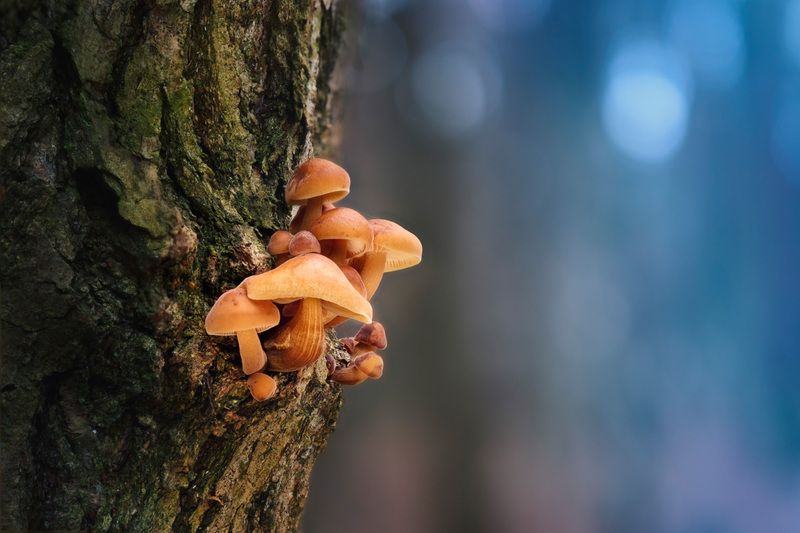 грибы, лес Грибочкиphoto preview