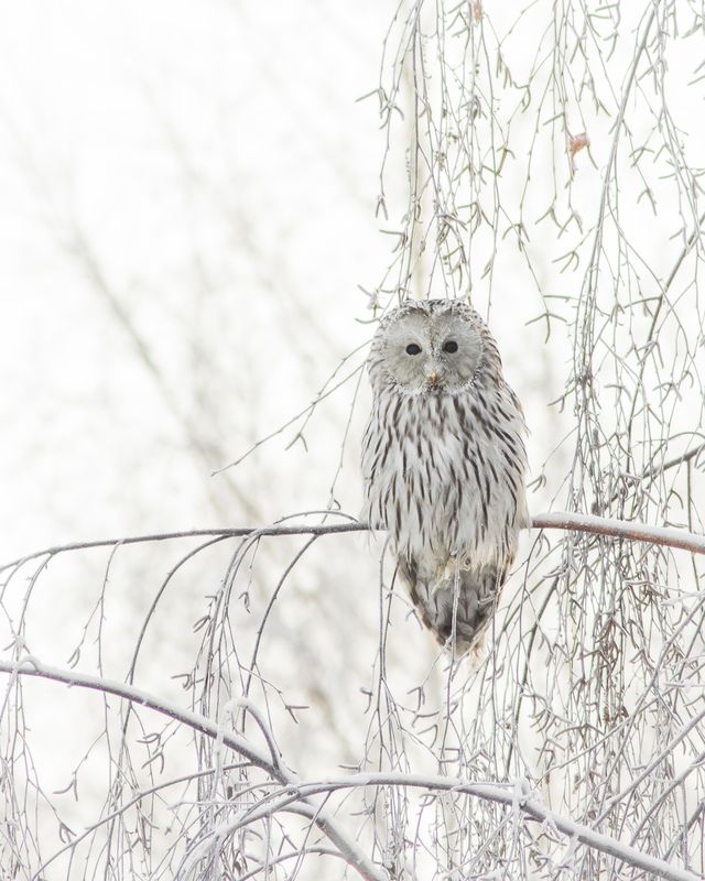 уральская неясыть, длиннохвостая неясыть Длиннохвостая неясытьphoto preview