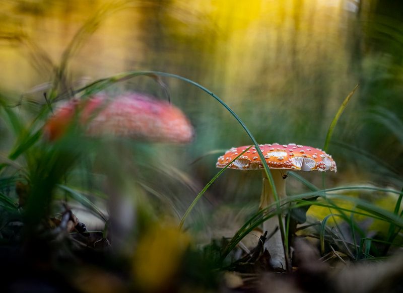 природа *** фото превью