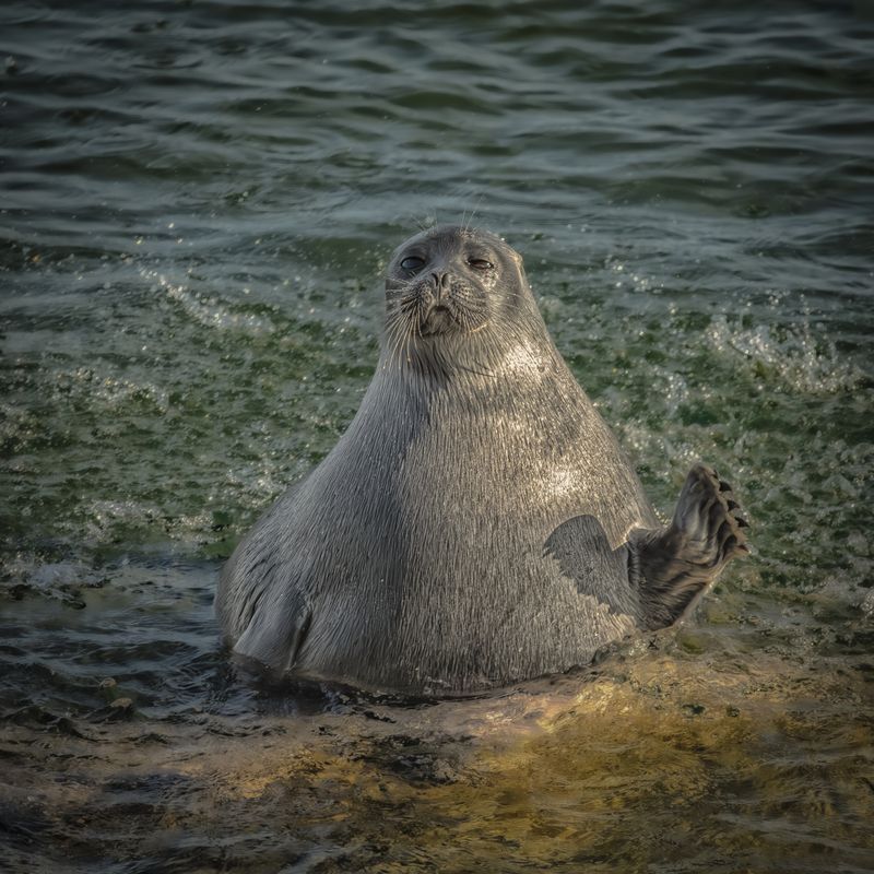 Хой!photo preview