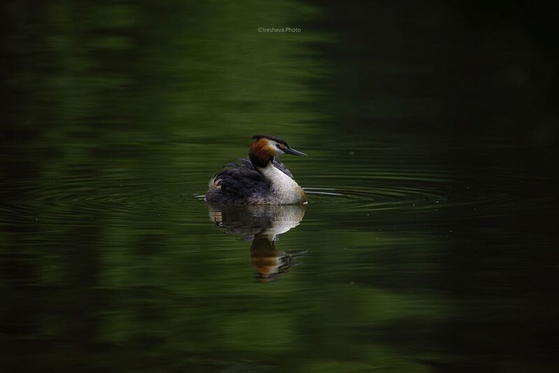 Чомга, птица, Большая поганка Чомгаphoto preview