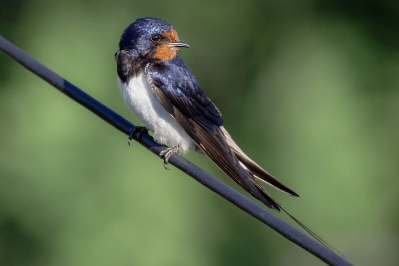 ласточка, птица Ласточка-скромницаphoto preview