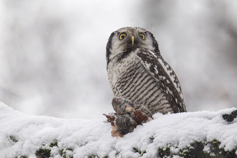 ястребиная сова, сова, птицы Ястребиная соваphoto preview