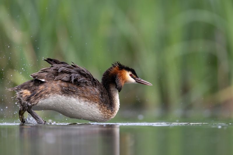 чомга, птицы, поганка, большая поганка Марафонецphoto preview