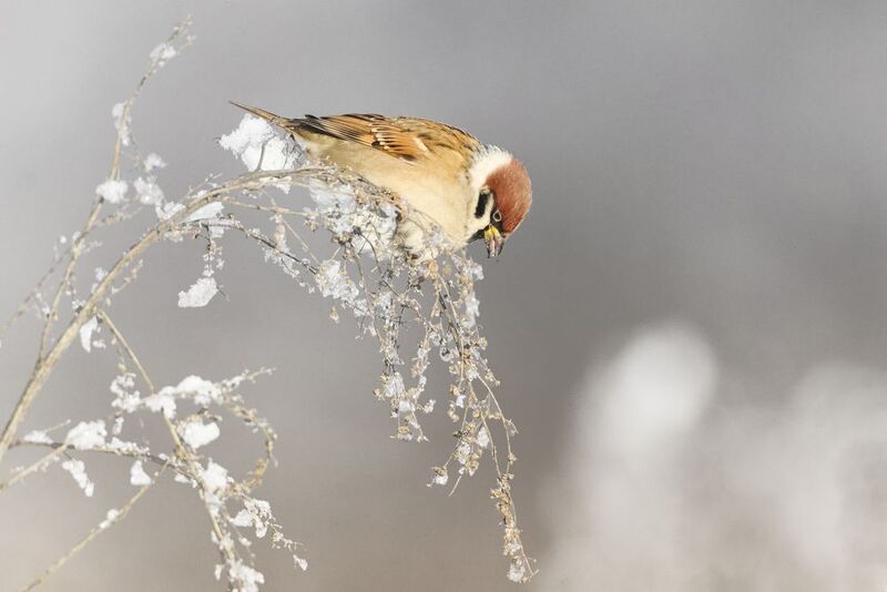 полевой воробей, tree sparrow, Passer montanus, птица, дикая природа, sparrow, птицы России, birdwatching, nature, wildlife photography, close-up bird Полевой воробейphoto preview